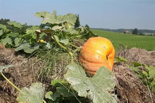 Fertilize pumpkin