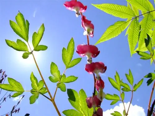 Transplanting a bleeding heart: This is how to do it correctly and stress-free