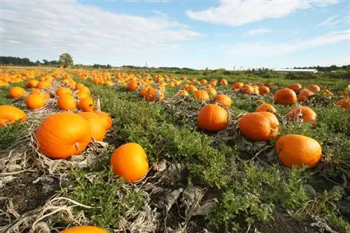 Plagas de enfermedades de la calabaza.