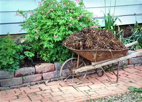 Mulch Bleeding Heart