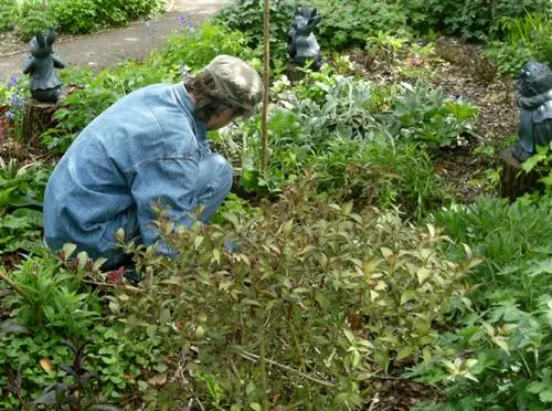 Een bloedend hart delen: stap voor stap naar een nieuwe plant