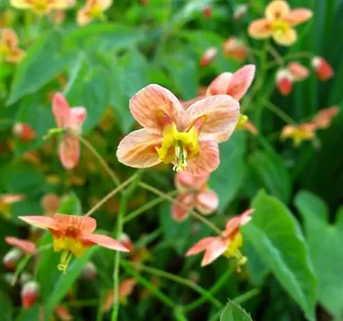 Fairy Flowers: Tutustu eri tyyppeihin ja väreihin