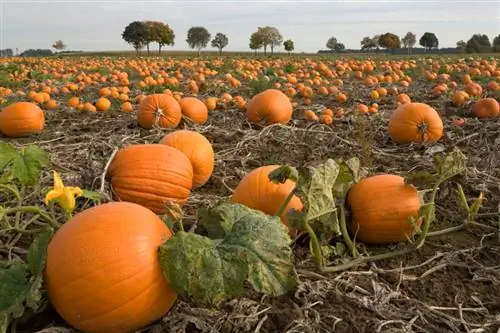 Pumpkin cultivation tau yooj yim: cov lus qhia kom tau txais txiaj ntsig zoo