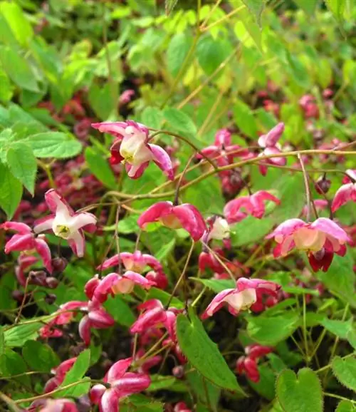 Skæring af nisseblomster: Hvornår og hvordan skal du gøre det