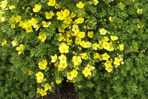 Պայքար cinquefoil