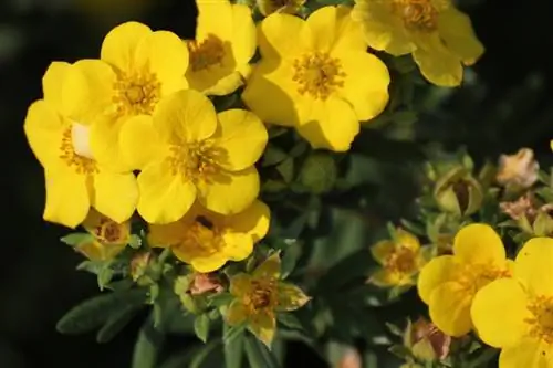 Cinquefoil pruning