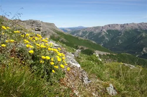 Lokacija Potentilla