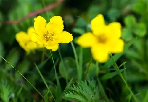 Cinquefoil priežiūra: stiprių ir vešlių gėlių patarimai