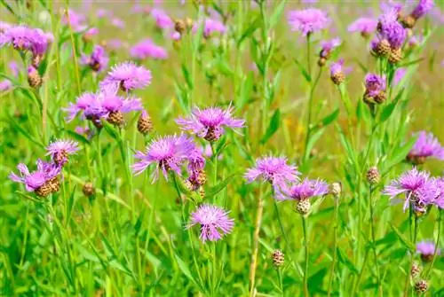 Ubicación de centaurea