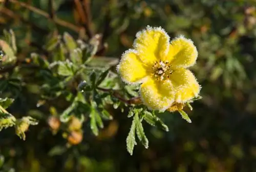 Cinquefoil nyob rau lub caij ntuj no: Cov tsiaj muaj zog & cov lus qhia txog caij ntuj no