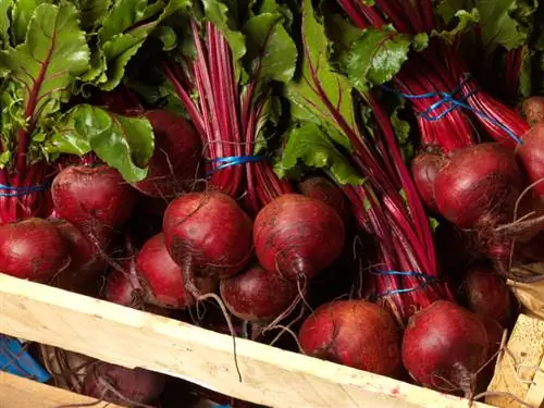 Varietà di barbabietola: Scopri la varietà di tuberi