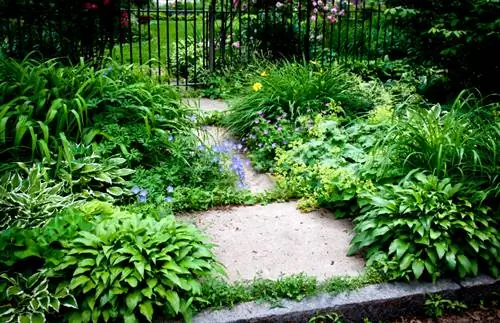 Hosta placering