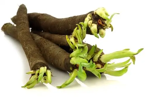 Sejati salsify