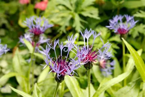 Consejos para el cuidado de la centaurea: riego, abono y poda