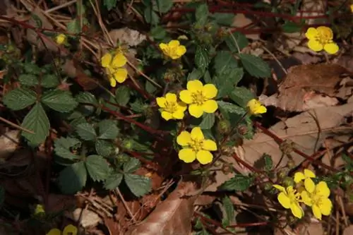 Creeping cinquefoil: kiểm soát và sử dụng hữu ích