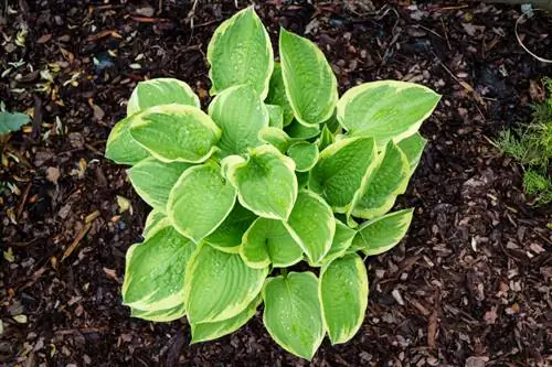 Istuta hosta