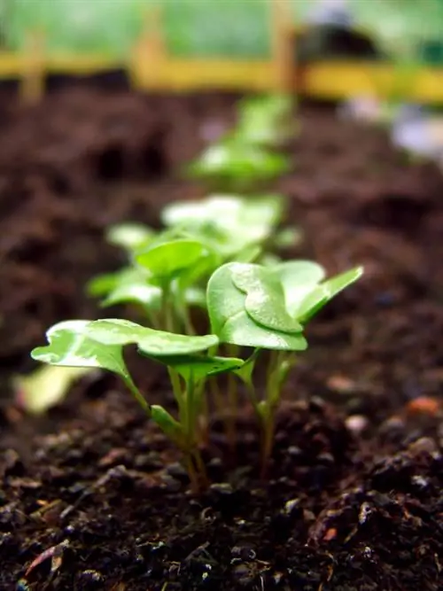 การหว่าน arugula เป็นเรื่องง่าย: คำแนะนำทีละขั้นตอน