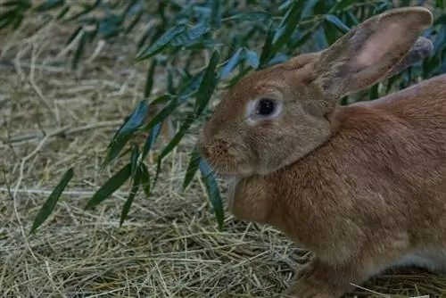 lapin en bambou