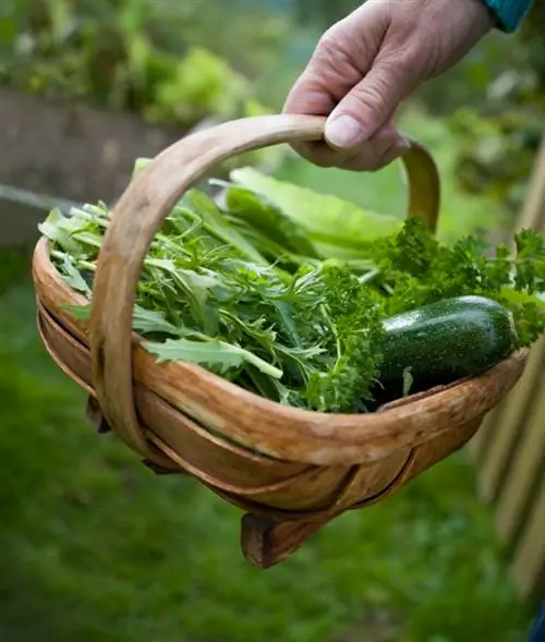 Rucola oogsten