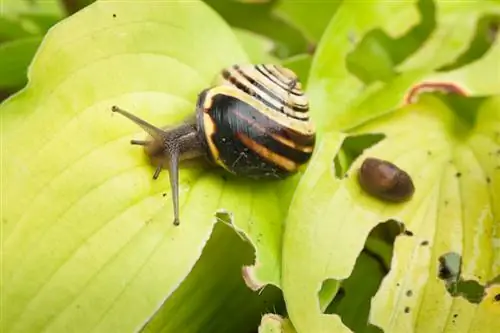 Cura dell'Hosta