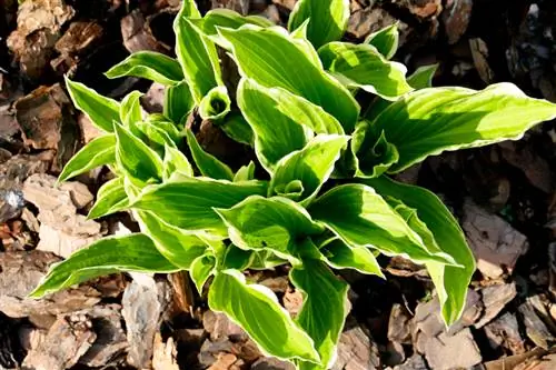 การเผยแพร่ Hostas: ขั้นตอนง่ายๆ สู่ความสำเร็จ