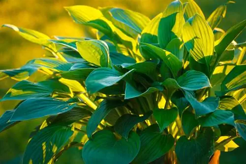 Hosta in the sun: สิ่งที่คุณควรใส่ใจอย่างแน่นอน