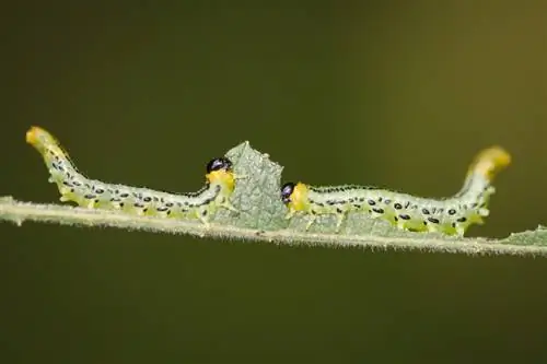 Sawfly caterpillars