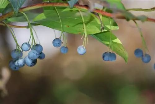 Solomon's Seal: Nakakalason ngunit nagpapagaling pa rin?