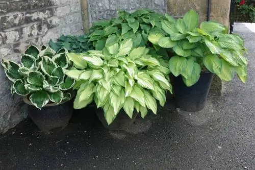 Hosta a fazékban