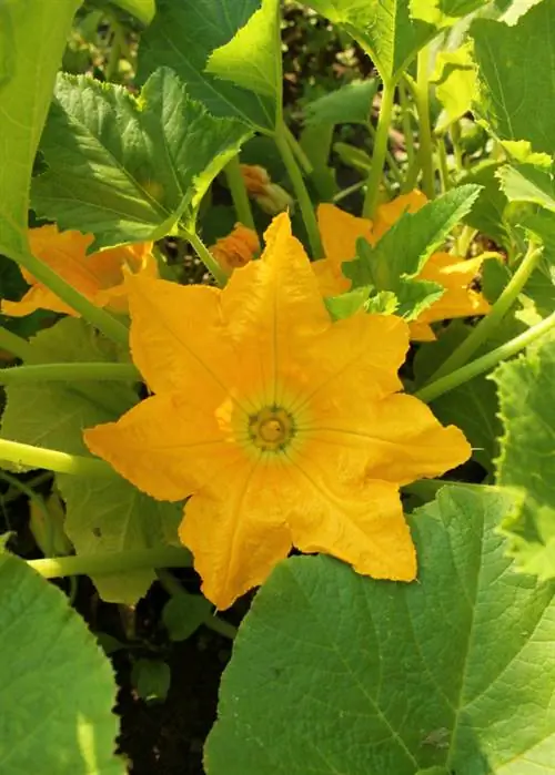 Impollinare la zucca