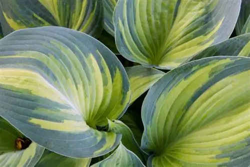 Hosta sorte