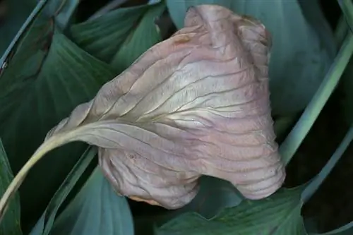 Taglia l'hosta