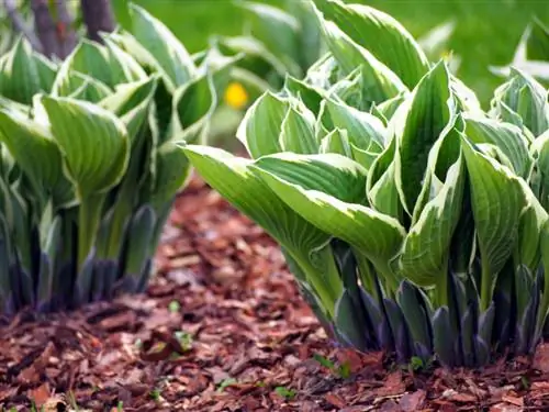 Hosta overwinteren: hoe u uw planten goed beschermt