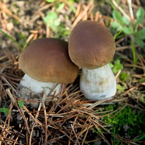 Paddenstoelen succesvol vermeerderen: methoden en tips