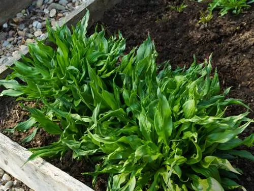 Salsify cultivation garden