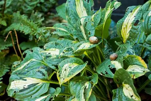 Hosta snails