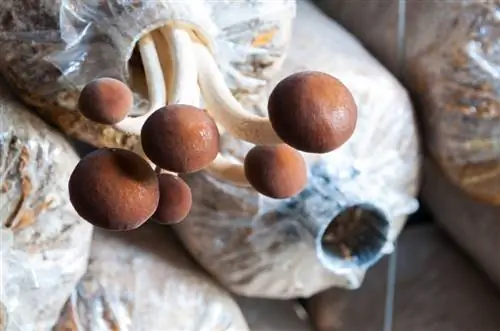 Paddenstoelen planten: Succes met deze variëteiten voor de tuin en kelder