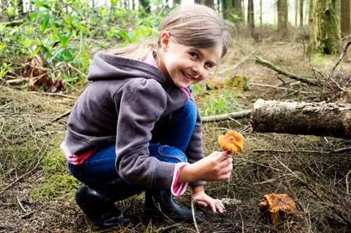 Paddenstoelen plukken