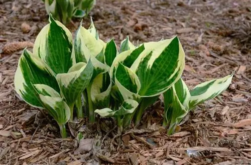 Bagikan hosta: Cara berhasil memperbanyak hosta Anda