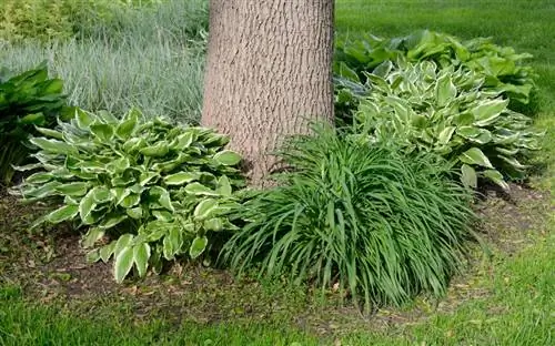 Hostas: tillräckligt tålig för den tyska vintern?