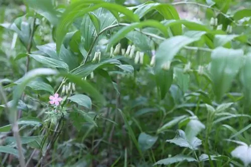 Sigillo di Salomone: ideale per i luoghi ombreggiati del giardino