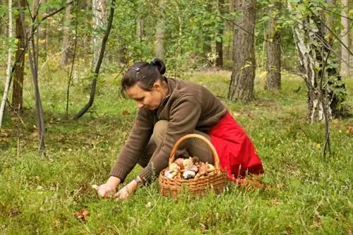 Время грибного сезона