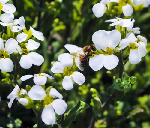 Goose cress edible? Use flowers and leaves in the kitchen