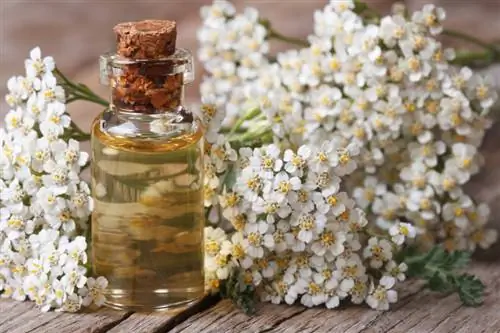 Yarrow medicinal plant