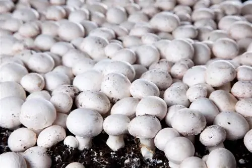 Lumalagong mushroom: simpleng mga tagubilin para sa mga nagsisimula