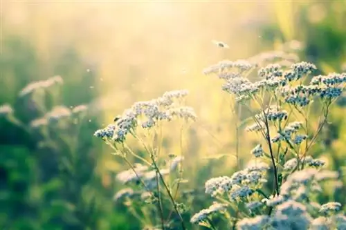 Coltivazione dell'achillea: a cosa prestare attenzione nella scelta del luogo