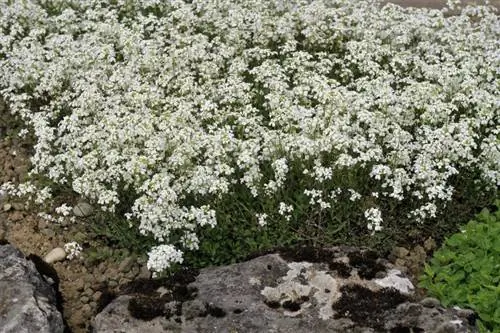 Versorging van ganskers: Eenvoudige wenke vir gesonde plante