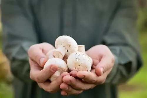 Coltiva funghi