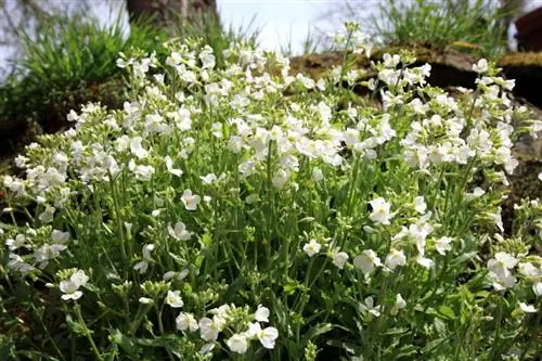 husacina Arabis alpina