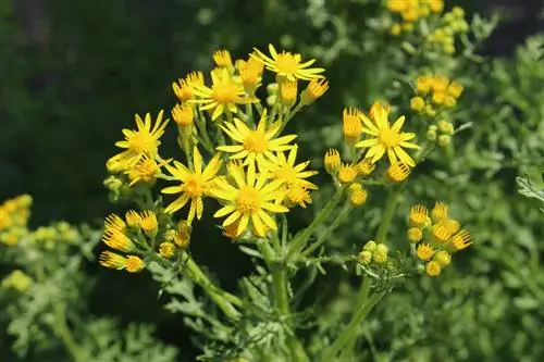 Herkenning van ragwort: veiligheid vir mense en diere